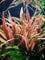 Tropica - Cryptocoryne undulatus 'Red' 1-2 Grow ! - Live aquarium plant