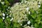 Hortensie Kletterhortensie weiße Blüte Hydrangea petiolaris 60-100 cm