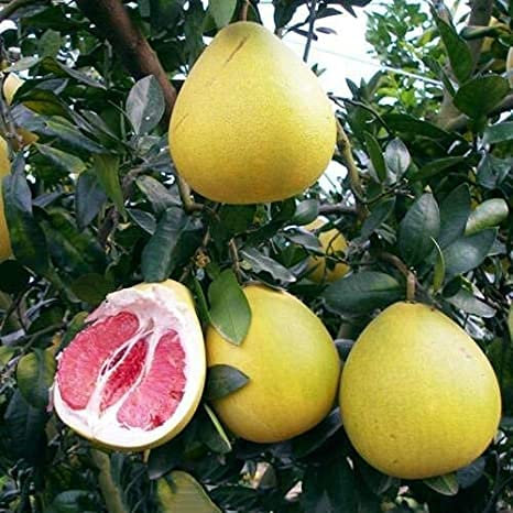 Aamish 30 Stück Grapefruit-Fruchtsamen