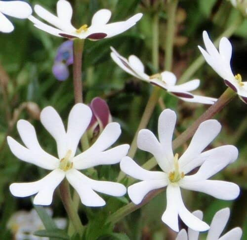 20 Seeds of Phlox Night Scented Zaluzianskya Flower