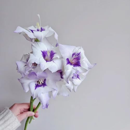 4 pcs gladiolen zwiebeln winterhart, Gladiolen Knollen, deko wohnzimmer, zimmerpflanzen gladiolus zwiebeln (Gladiolus gandavensis) blumen für balkon, seltene pflanzen bodendecker winterhart,