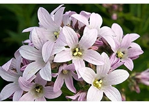 Campanula Lactiflora 'Loddon Anna' Perennial Large Plug Plants Pack x6