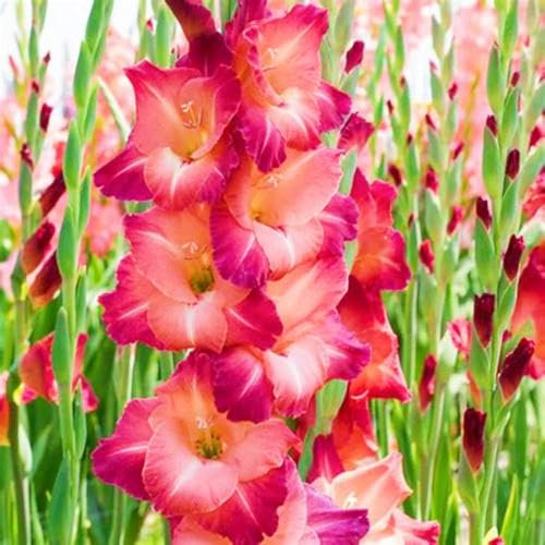 Gladiolenknolle Winterhart MehrjäHrig Gladiolen Zwiebeln Winterhart Gladiolen Knollen Gladiolen Pflanzen,Haus- und Gartendekoration-8zwiebeln-c
