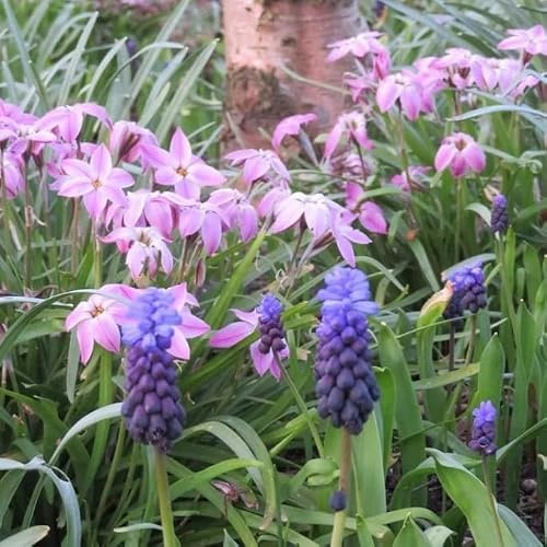 Natural Bulbs Spring Star Mix - BIO Blumenzwiebelmischung aus Holland | Die süßesten Sternchen des Frühlings