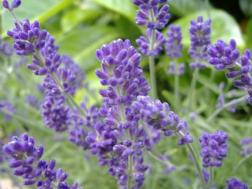 Buy4Seeds 400 Seeds Organic Lavender Common English Perennial Flower Easy to Grow