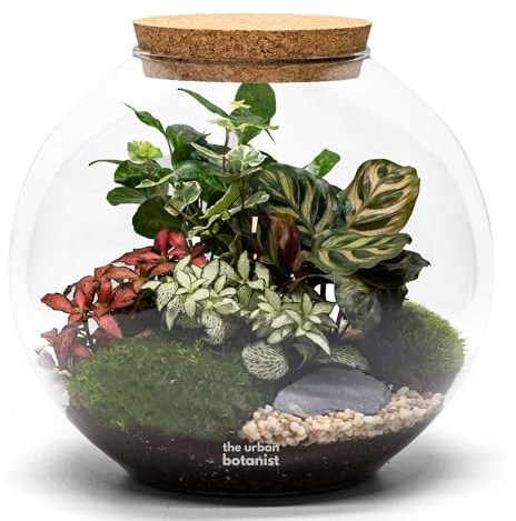 Large Ready Planted Terrarium with 5 Live Plants and Moss, Large Round Mouth Blown Glass Jar, Florarium Glass Plant Arrangement, Perfect for Living or Work Spaces (No Tools, Standard Lid)