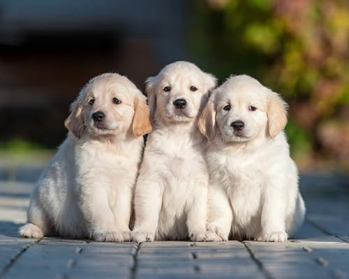 OZLHSP Puzzle 3D Kinder 3D Puzzle 500 Teile Golden Retriever Tiere 52x38cm