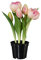 Iovivo Gefüllte Tulpen im Topf, ca. 25 cm
