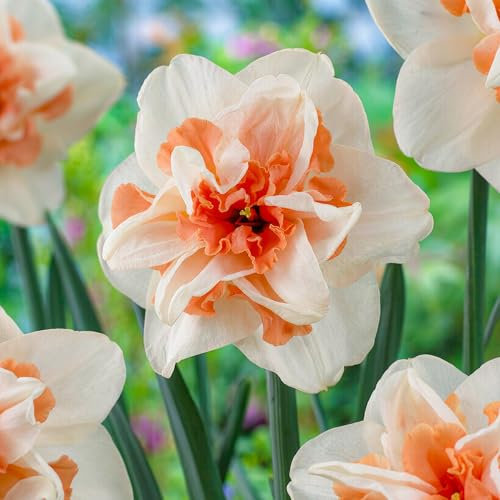 Narzissen Zwiebeln Delnashaugh - 25 Blumenzwiebeln - Osterglocken Zwiebeln mehrjährig winterhart - Duftende Mischung - Niederländische Qualität - Für Garten und Töpfe