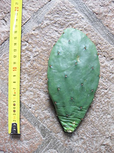 Opuntia humifusa (n.1 pelle) 5-20 cm, cactus, plante succulente dure hiver, résistante jusqu'à -20 ° C