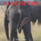 Kackende Tiere Kalender 2022: Lustige Kalender 2022 für Erwachsene - 8.5x8.5 inches - Geschenke für Familie und Freunde - Tiere Lustig