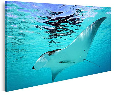 islandburner Prime Bild auf Leinwand Manta Rochen Bilder Wandbilder Poster