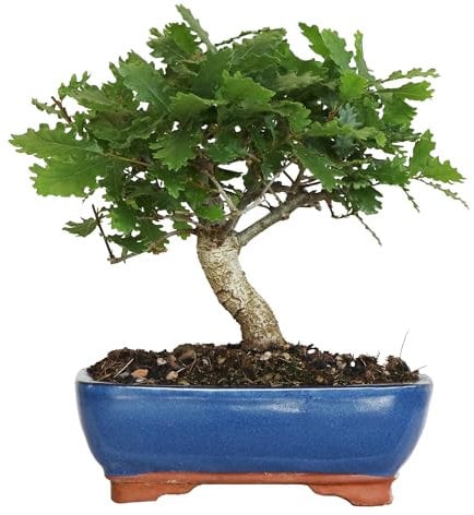 KENTIS - Bonsai Quercus Pubescens - Bonsai di Quercia Roverella Giapponese - Piante Vere Decorative da Esterno - H 25-35 cm Vaso in Ceramica Ø 21 cm