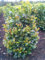 immergrüner Kirschlorbeer Prunus laurocerasus Etna -R- 80-100 cm hoch im 5 Liter Pflanzcontainer