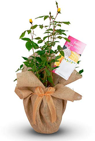 Golden Wedding Rose - 50th Anniversary Rose Bush - Gift Wrapped Golden Anniversary Rose