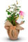 Golden Wedding Rose - 50th Anniversary Rose Bush - Gift Wrapped Golden Anniversary Rose