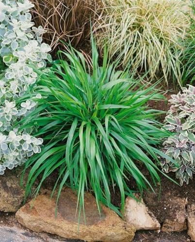 Brachypodium sylvaticum 9x9 cm Topf – Winterhart, Mehrjährig, Pflegeleicht – Wald-Zwenke – Ziergras für Schattenbeet & Unterpflanzung