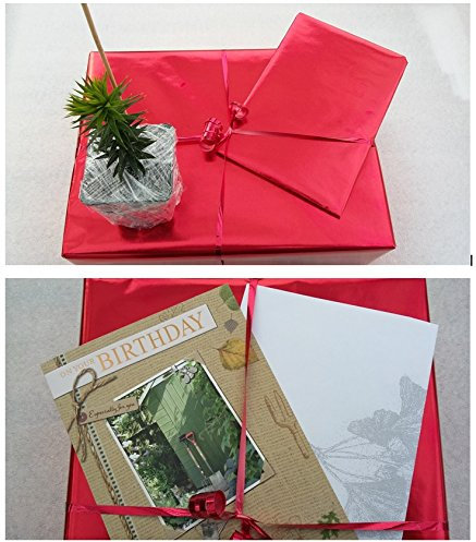 Birthday Gift Araucaria ARAUCANA Monkey Puzzle Tree Beautiful 1 Year Old Trees - IT CAN BE Delivered to A Different Address