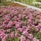 Rose Palmengarten Frankfurt- Bodendeckerrose tiefrosanen Blüten - Kleinstrauchrose Pflanze Winterhart Halbschattig von Garten Schlüter - Pflanzen in Top Qualität