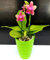 POWERS TO FLOWERS - ORCHIDEA PHALAENOPSIS LIODORO PROFUMATA IN VASO CERAMICA VERDE, pianta vera