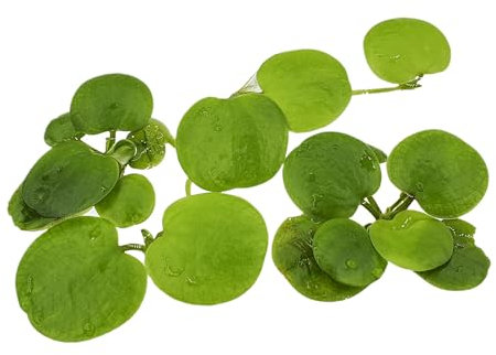 Froschbiss,Südamerikanischer,1 Portion, Limnobium laevigatum, Schwimmpflanze für Urzeitkrebs Becken, Teich und Aquarium, schnellwüchsig mit langen Wurzeln