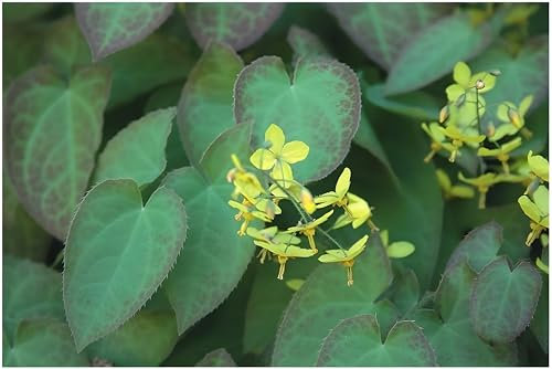 10 x Epimedium x perralchicum 'Frohnleiten' (Stauden/Staude/Mehrjährig/Winterhart/Immergrün) Elfenblume - extrem robuste Sorte - toller Bodendecker - von Stauden Gänge