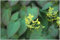 10 x Epimedium x perralchicum 'Frohnleiten' (Stauden/Staude/Mehrjährig/Winterhart/Immergrün) Elfenblume - extrem robuste Sorte - toller Bodendecker - von Stauden Gänge