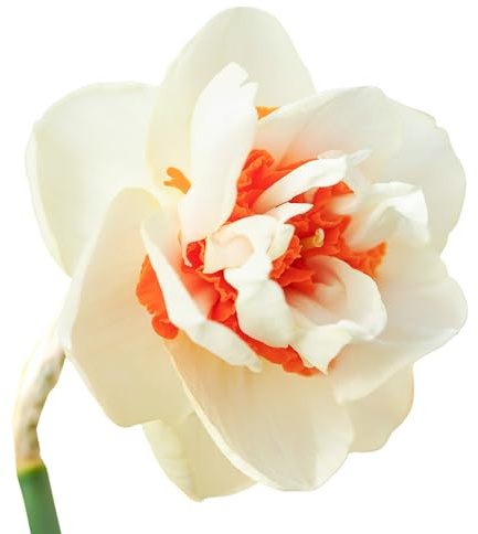 Bulbes de Narcisses 20 x 'Romantic Paradise' - The Bulb Farmers - Printemps - Cultivé aux Pays-Bas -Bulbes de Narcisses -Bulbes à fleurs