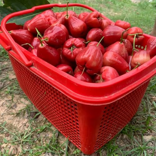 Syzygium Samarangense Samen dauerblüher winterhart mehrjährig, obstbäume samen obst baum exotische früchte stauden säulenobst geschenke garten balkonpflanzen gartenpflanzen 30pcs