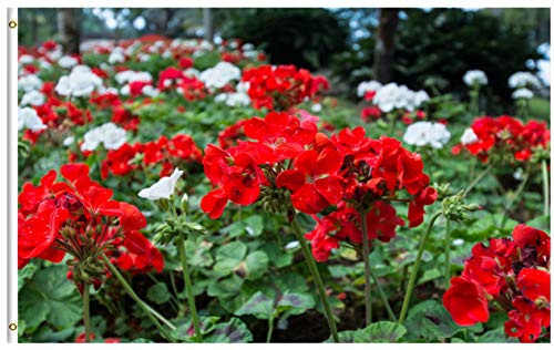 Willkommensflagge Frühling, Rote Blumen, Sommer, Geranie, Pflanze, Saisonal Willkommensflagge Hofflagge Premium Für Konzerte Bauernhaus 90X150 Cm