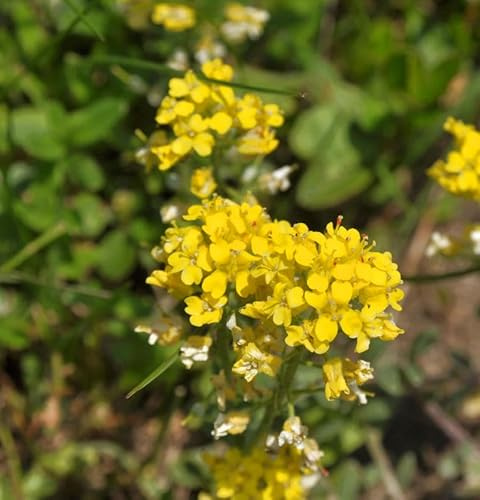 Bergsteinkraut - Alyssum montanum - lebende Gartenpflanze aus den Baumschulen