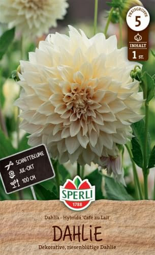 Sperli Dahlie Café au Lait 267075 - Dekorative und riesenblütige Dahlie mit einem Inhalt für eine Pflanze und einer Wuchshöhe von 100 cm - Saatgut