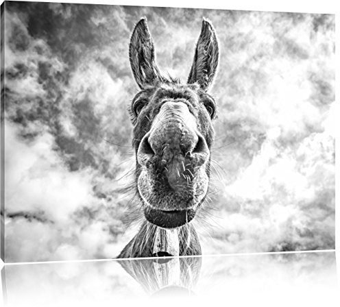 Pixxprint Lustiger Esel Kunst B&W, Größe: 100x70cm, Leinwandbild, fertig gespannt, Wandbild, Dekoration, Kunstdruck, kein Poster