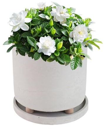 Pot de fleurs avec pied, pot de fleurs avec pied, pot pour plantes succulentes et petites plantes, décoration d'intérieur