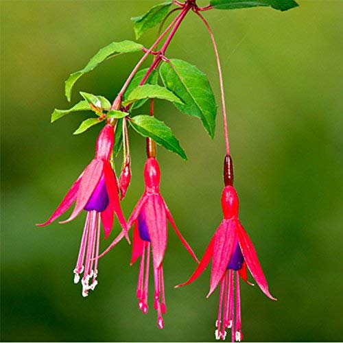 ADB Inc Fuchsia Magellanica Seeds Schöne und Hardy Pflanze