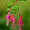 ADB Inc Fuchsia Magellanica Seeds Schöne und Hardy Pflanze
