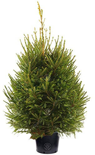 Gardeners Dream Weihnachtsbaum Fichte im Topf Gewachsen - Nachhaltiger Weihnachtsbaum 120 cm - Real Christmas Tree - Echter Weihnachtsbaum im Topf - Tannenbäume zum Pflanzen im Garten nach Weihnachten
