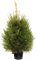 Gardeners Dream Weihnachtsbaum Fichte im Topf Gewachsen - Nachhaltiger Weihnachtsbaum 120 cm - Real Christmas Tree - Echter Weihnachtsbaum im Topf - Tannenbäume zum Pflanzen im Garten nach Weihnachten