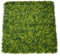 World PLANTIL Seto Decorativo Buxus, Jardín Vertical/Planta Artificial para decoración de Pared en Interior, Terraza, Jardín o Balcon | 100 X 100 cm (1m2)