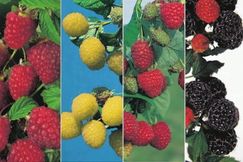Himbeeren 4-Sorten Kombination 2 x rote - 1 x gelbe und 1 x schwarze Himbeerenpflanzen