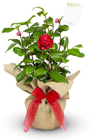 Camellia Ruby Wedding Gift Wrapped With Gift Card - 40th Ruby Wedding Anniversary in a 3litre Pot