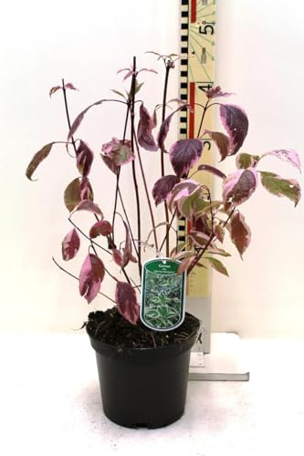 Weißbunter Sibirischer Hartriegel 60-80 cm – Cornus alba Sibirica Variegata – Winterharte Heckenpflanze mit dekorativem Laub & roten Zweigen – Für Garten, Hecke & Kübel