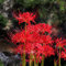5 Pezzi Di Bulbi Di Lycoris Radiata, Bulbi Di Giglio Di Ragno, Bulbi Di Fiori, Mini Decorazione Di Giglio Di Ragno Da Giardino, Fiori Da Giardino, Forniture Da Giardino Fiori Freschi, Decora