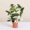 Fleurs et Délices - Stéphanotis - Plante d'intérieur - Sans cache-pot - Plante verte - Décoration d'intérieur - Cadeau Fleuri - Fabrication Française Artisanale de Qualité - Cadeau à Offrir