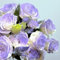 Rosen Samen (Rosa multiflora) - frische Samen für winterharte Kletterrosen - Frosthart bis -25°C - Duftende Blütenpracht für Zäune & Bögen - Mehrjährige Ramblerrosen mit winterhart (Purple)