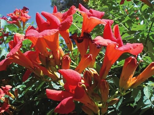 BIGNONIA CAMPSIS MADAME GALEN PIANTA DA FIORE GIARDINO 1 PIANTA VASO 17CM