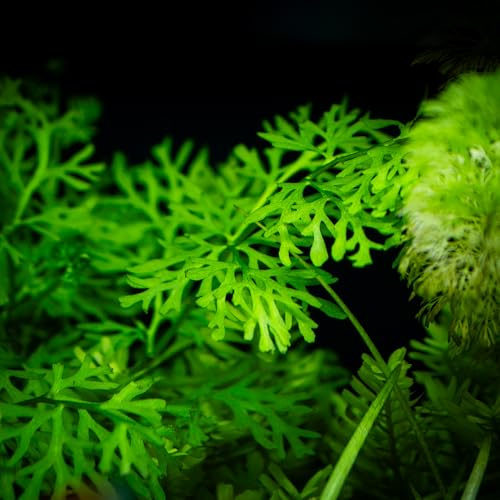 Aquarienpflanze Ihrer Wahl – verschiedene Sorten verfügbar – 100% schneckenfrei, algenfrei & pestizidfrei – Süßwasser – auch für Wabi-Kusa, Terrarien, Teiche geeignet (Ceratopteris thalictroides)
