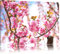 Pixxprint Schöne Kirschblüten, Größe: 60x40cm, Leinwandbild, fertig gespannt, Wandbild, Dekoration, Kunstdruck, kein Poster
