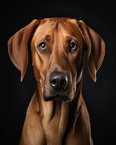 Ccqiangtie-stroe Malen nach Zahlen Sets für Erwachsene,Rhodesian Ridgeback Hund,DIY Handgemalt Ölgemälde auf Leinwand Kit für Home Deko oder Geburtstag Geschenk,40x50cm