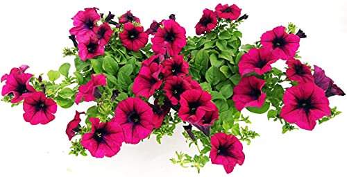 POWERS TO FLOWERS - SURFINIA CLASSICA RICADENTE, VIOLA, 2 PIANTE VASO 14, piante vere